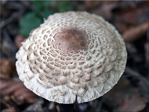Macrolepiota rhacodes - Shaggy parasol